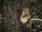 Funny squirrel eats a twig on the background of a tree trunk