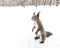 Funny squirrel standing in snow looking for quick meal in winter