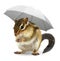 Funny squirrel under umbrella on white, weather creative concep