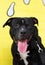 Funny staffordshire bullterrier posing on camera.Dog accepts gifts