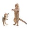 Funny standing kitten and cat