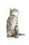 Funny standing playful kitten isolated