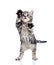 Funny standing playful kitten on white