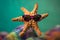 Funny starfish wearing sunglasses in studio with a colorful and bright background. Generative AI