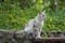 Funny stray cat on the park bench