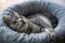 Funny striped cat lying in pet bed