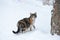 funny striped cat walks in the snow on a winter day