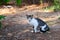 Funny striped gray adult cat with long mustache sitting on the grass in the Park. Homeless and stray cat on the street