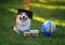 Funny student dog puppy Corgi sitting in a garden on green grass with books and globe in black  Confederate hat sticking his