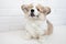 Funny studio portrait of Cute Puppy Welsh Corgi Pembroke  on white background