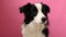 Funny studio portrait of cute smiling puppy dog border collie isolated on pink background. New lovely member of family little dog