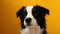 Funny studio portrait of cute smiling puppy dog border collie isolated on yellow background. New lovely member of family little do
