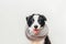 Funny studio portrait of cute smiling puppy dog border collie wearing warm clothes scarf around neck isolated on white background