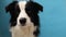 Funny studio portrait of cute smilling puppy dog border collie isolated on blue background