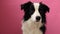 Funny studio portrait of cute smilling puppy dog border collie isolated on pink background