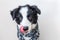 Funny studio portrait of cute smilling puppy dog border collie wearing warm clothes scarf around neck  on white background