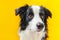 Funny studio portrait of cute smilling puppy dog border collie on yellow background
