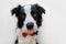 Funny studio portrait puppy dog border collie in bow tie as gentleman or groom isolated on white background. New lovely member of