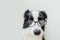 Funny studio portrait of smiling puppy dog border collie in eyeglasses isolated on white background. Little dog gazing in glasses
