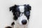 Funny studio portrait of smilling puppy dog border collie in eyeglasses isolated on white background. Little dog gazing in glasses