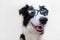 Funny studio portrait of smilling puppy dog border collie in eyeglasses isolated on white background. Little dog gazing in glasses