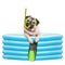 Funny summerly pug dog with goggles, snorkel and flippers in inflatable pool