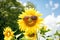 Funny sunflower