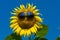 Funny sunflower