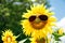 Funny sunflower with sunglasses