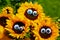 Funny sunflowers with wobbly eyes