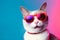 funny sunglasses neon fashion colourful portrait pet cute animal cat. Generative AI.