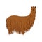 Funny suri alpaca, a long haired breed of alpaca isolated on white background. Cartoon llama animal in hand drawn style.