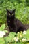 Funny surprised bombay black cat with yellow eyes and attentive look in green grass in garden