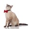 Funny surprised burmese cat with red bowtie sitting