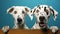 Funny surprised dalmatian dogs with wide eyes, generative ai
