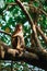 A funny surprised toque macaque sitting on a tree branch near the Jungle Beach in Sri Lanka. Closeup view of a wild primate