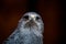 Funny and suspicious portrait of an Grey Falcon bird - beautiful brown eyes (high resolution image