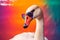 Funny swan or duck wearing sunglasses in studio with a colorful and bright background. Generative AI