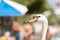 Funny swan portrait against people at a beach in Porto Rafti in Greece. Funny picture of summer vacations.