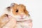 Funny Syrian hamster sitting on the hand of a man and smiling.