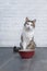 Funny tabby cat sit behind a red bowl and look curious to the camera .