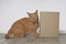 Funny tabby cat sitting beside a cardboard box and looking curiously to the camera.