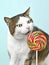 Funny tabby cat sniffs a colorful Lollipop on a turquoise green background.