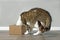 Funny tabby cat stuck his head inside a cardboard box.