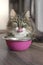 Funny tabby tat sitting next to a food bowl, placed on the floor and sticking out tongue.