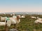 Funny talking sheep looking at camera on hill