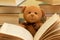 Funny teddy bear with books
