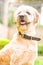 Funny terrier dog portrait outdoor