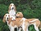 Funny Three hunting dogs a beagle free in the park