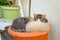 Funny three kitten brothers sleeping in the plant`s vase outdoor